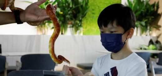 Ular, cicak dan pencuci mulut bertemu di kafe reptilia pertama di Malaysia
