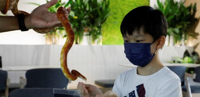 Ular, cicak dan pencuci mulut bertemu di kafe reptilia pertama di Malaysia