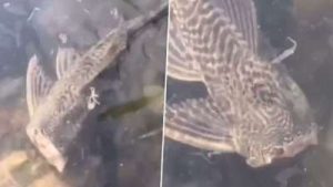 Ikan tanpa kepala berenang dikolam